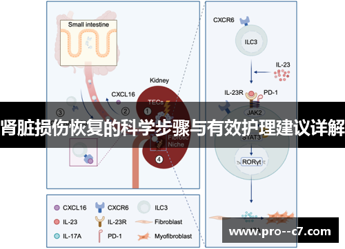 肾脏损伤恢复的科学步骤与有效护理建议详解 肾脏损伤恢复的科学步骤与有效护理建议详解